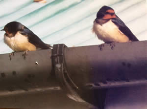 Swallows visiting Hill Cottage