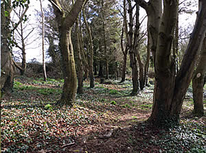 The Hill Cottage woodlands